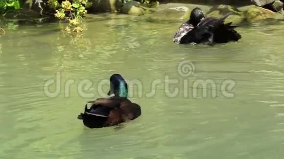 夏天几只五颜六色的鸭子在一个湖里游泳视频的预览图