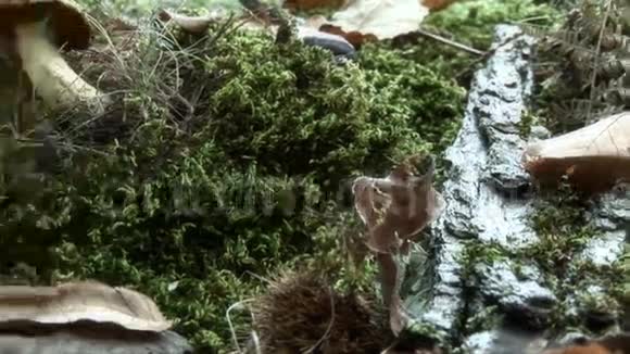 森林里的大蘑菇视频的预览图