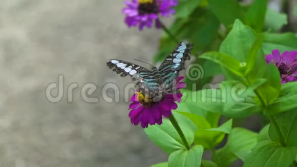 在盛开的花园里闭上蝴蝶授粉夏花蝴蝶在夏天的花朵上采集花蜜视频的预览图