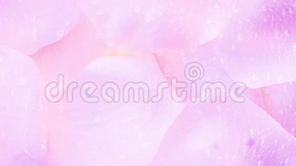 粉色玫瑰花瓣背景视频的预览图