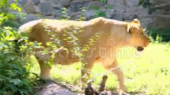 一只大母狮沿着石壁漫步在夏日的绿茵场上视频的预览图