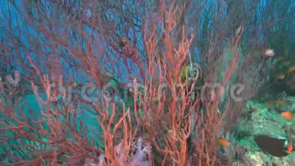 戈尔贡珊瑚在海底看起来是不朽的视频的预览图