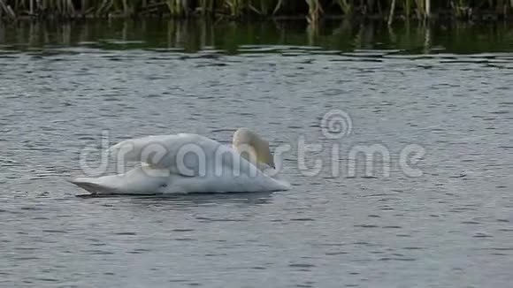 一只白天鹅摇了摇头在一个湖的水面上视频的预览图