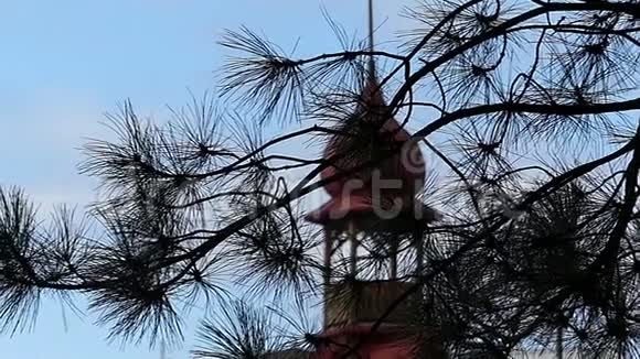 一只洋葱从冷杉树枝上看着一栋楼的屋顶上视频的预览图