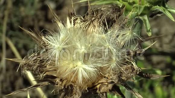 马莲萼片植物乳蓟水飞蓟马莲愈合草本在一个干燥的花序与果实用于视频的预览图