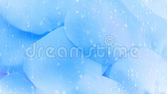蓝色玫瑰花瓣背景视频的预览图