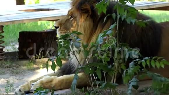 夏天动物园里一只巨大的雄性狮子躲在丛林后面视频的预览图