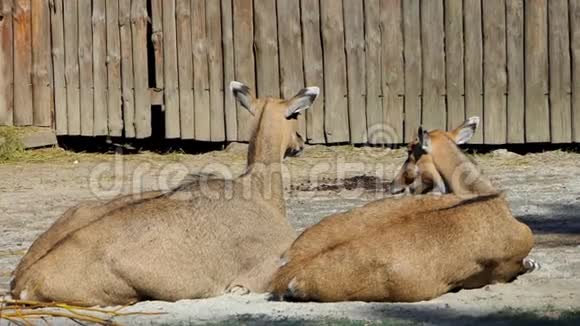 夏季在斯隆莫的动物园里两只细长的羚羊躺在草地上视频的预览图
