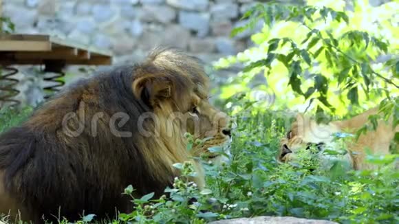 在动物园里一头雄狮和一头雄狮在绿茵场上尽情放松视频的预览图