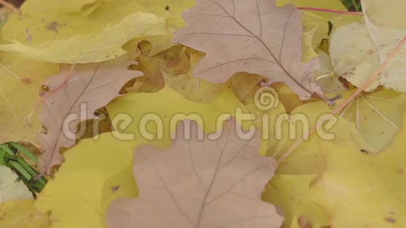 落叶自然背景秋季概念视频的预览图