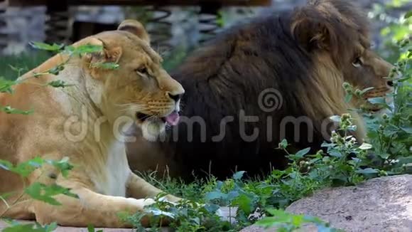 夏天动物园里一对狮子躺在草地上的石头上视频的预览图