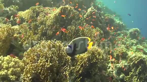 天使鱼皇帝与其他美丽的珊瑚鱼飞行视频的预览图