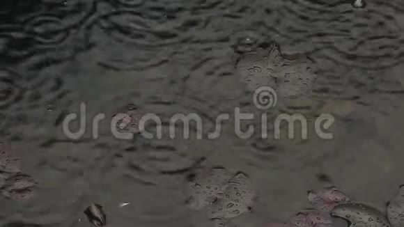 睡莲雨落夏季视频的预览图