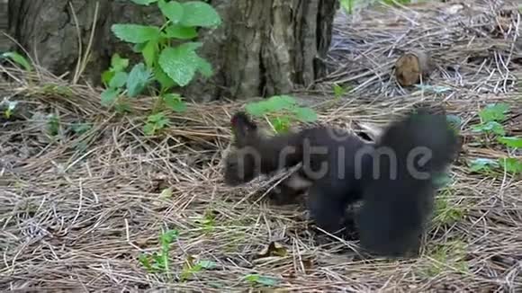 一只快乐的黑松鼠在草坪上寻找食物草坪上有生锈的叶子视频的预览图