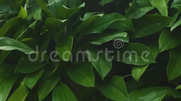 热带雨林中的绿色植物热带森林的背景绿色观叶丛林植物视频的预览图
