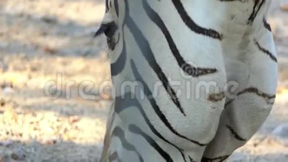 一条带条纹的斑马正在阳光明媚的一天在动物园的土地上吃草视频的预览图