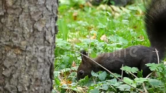 一只黑松鼠在一棵树旁的绿色草坪上跳跃视频的预览图