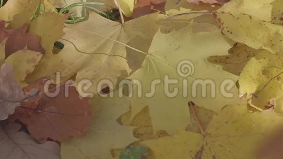 落叶自然背景秋季概念视频的预览图