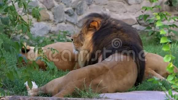 夏天动物园里一对狮子躺在墙边的石头上视频的预览图