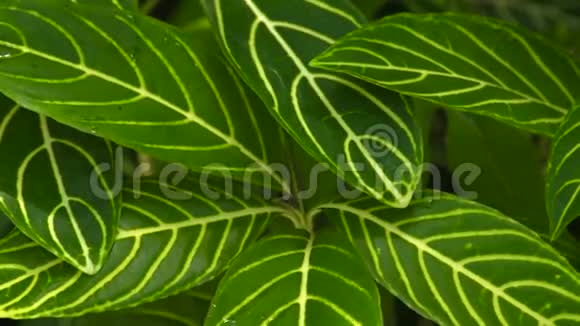 热带森林中绿色的热带植物背景绿色观叶丛林植物在丛林森林视频的预览图