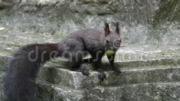 一只黑松鼠坐在斯洛莫的一座纪念碑的花岗岩台阶上视频的预览图