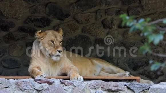 一只可爱的雌性狮子躺在动物园的木廊上视频的预览图