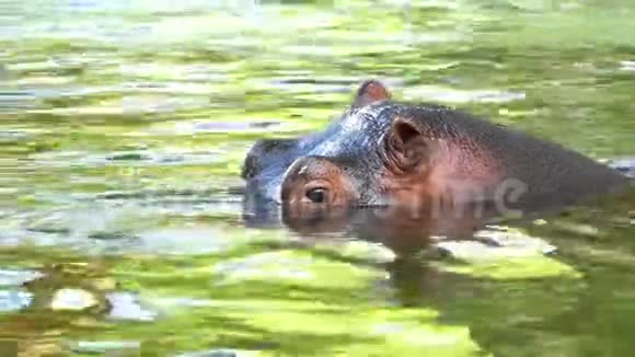 一个放松的河马游泳和享受生活在一个池塘在夏天在斯隆莫视频的预览图