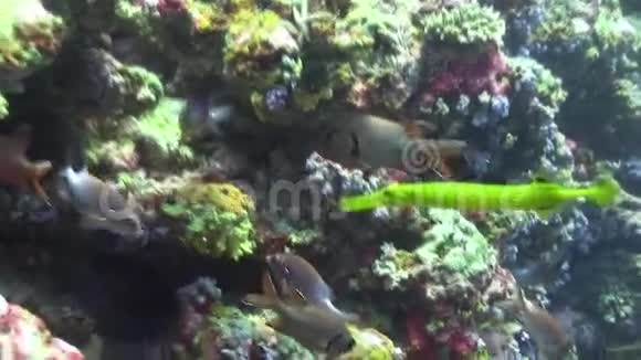河豚与黑斑松鼠鱼马尔代夫视频的预览图