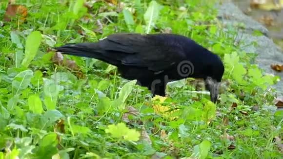一只棕色的大乌鸦在草坪上寻找种子视频的预览图