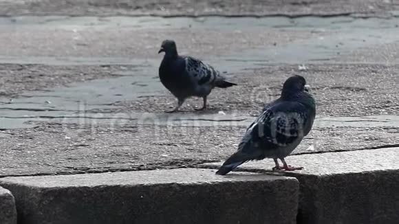 在阳光明媚的一天两只灰色鸽子在人行道上漫步在邋遢的天气里视频的预览图