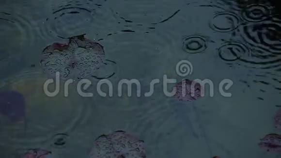 睡莲雨落夏季视频的预览图