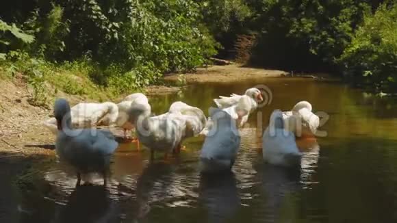 白鹅在河边觅食在阳光明媚的日子里家禽在村子里洗澡和游泳视频的预览图