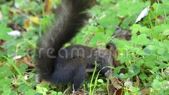 秋天在草坪上寻找坚果的一只细黑松鼠视频的预览图
