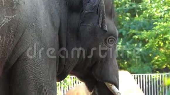 夏天阳光明媚的一天一只大灰象在动物园里慢慢地走视频的预览图