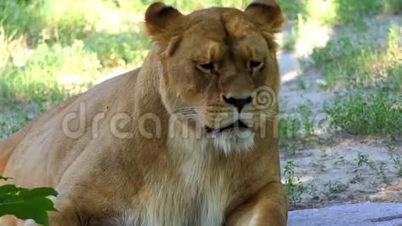 阳光明媚的一天老狮子在动物园里以滑稽的方式打着哈欠视频的预览图