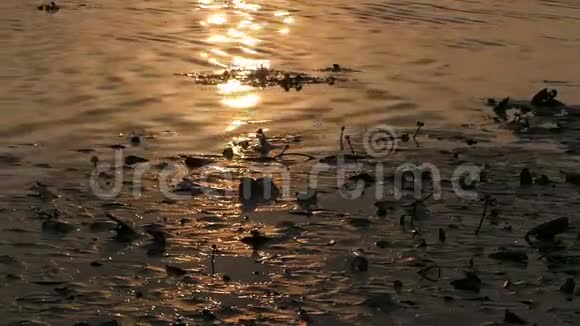 夕阳西下的德里夫河水域及沼泽湿地的金色太阳道视频的预览图