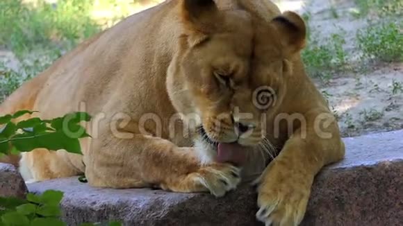 在阳光明媚的一天雌性狮子在动物园里以轻松的方式舔爪子视频的预览图