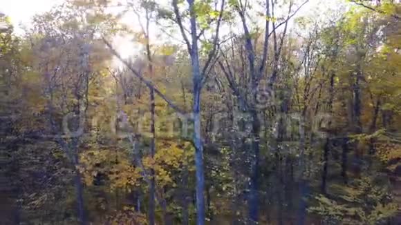 在有黄色叶子的森林中俯瞰树木视频的预览图