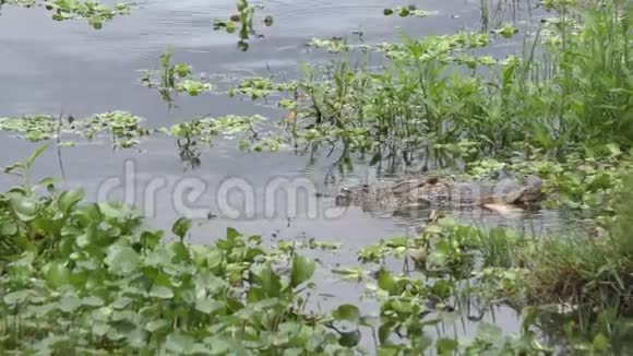 佛罗里达湿地的鳄鱼以大鱼为食视频的预览图