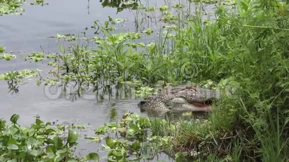 佛罗里达湿地的鳄鱼以大鱼为食视频的预览图