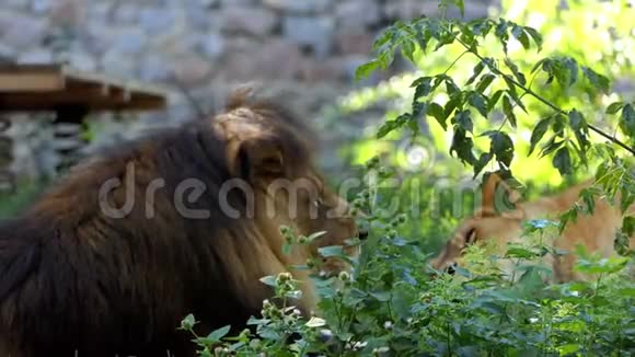 夏天动物园里一头雄狮躲在丛林后面视频的预览图