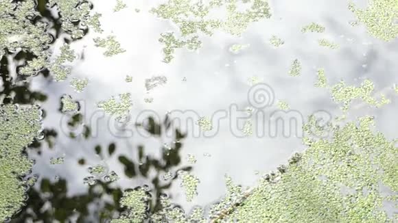 秋天湖面上满是白色的花瓣视频的预览图