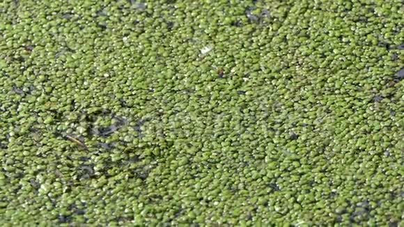 阳光明媚的一天湖水覆盖着绿色的湿地视频的预览图