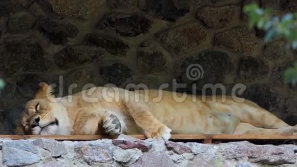 一只美丽的雌性狮子躺在夏季动物园的阿松墙壁龛里视频的预览图