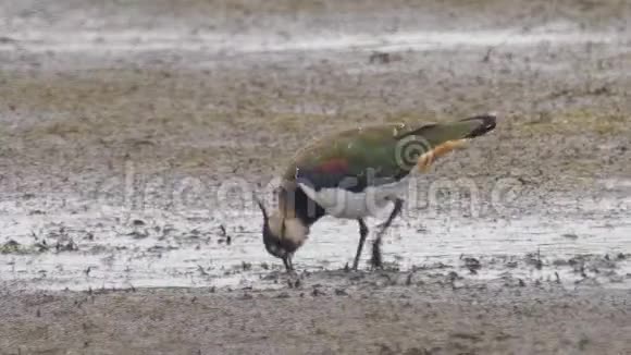 鸟北拉普荣瓦内勒斯瓦内勒斯走过沼泽视频的预览图