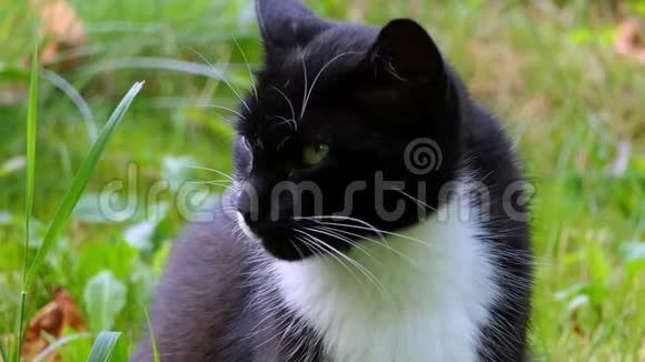 一只美丽的黑白猫一边看一边躺一边放松视频的预览图