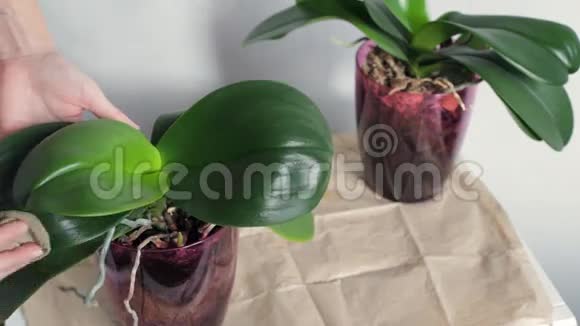 清理室内植物的叶子视频的预览图