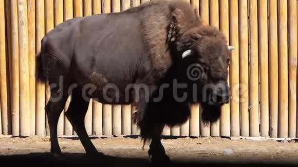 一只巨大的棕色野牛矗立在动物园里在夏天的木制围栏前视频的预览图