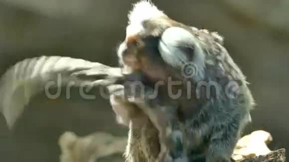 猴子清理尾巴视频的预览图