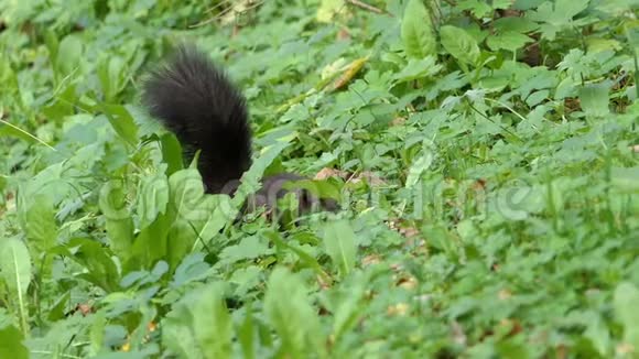 一只黑松鼠站起来在草坪上吃橡子视频的预览图